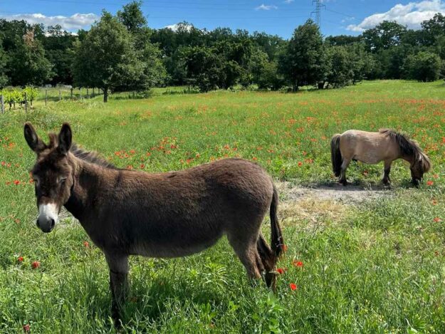 Atelier Petit Fermier Ferme Les Boudougnes à Oppède, Luberon