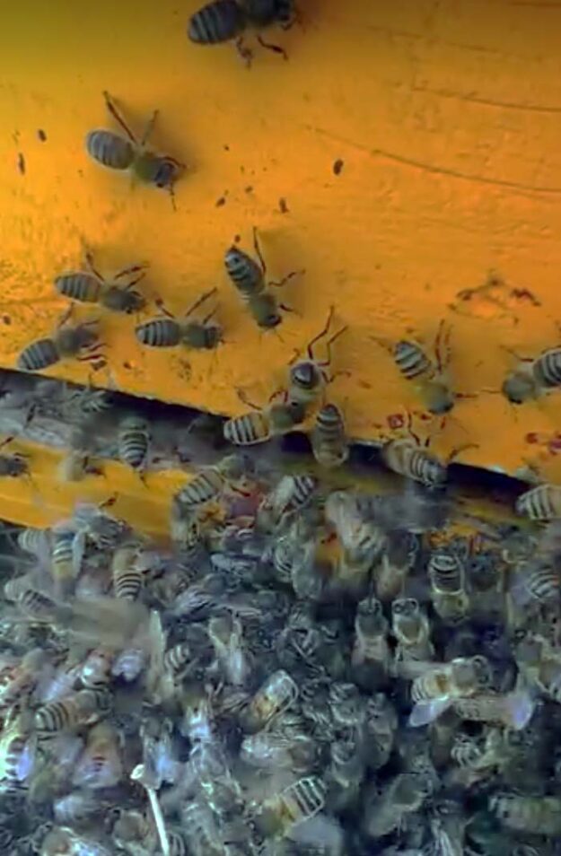 Atelier Découverte de la Ruche à la Ferme Les Boudougnes à Oppède, Luberon