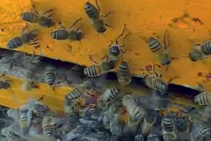 Atelier Découverte de la Ruche à la Ferme Les Boudougnes à Oppède, Luberon